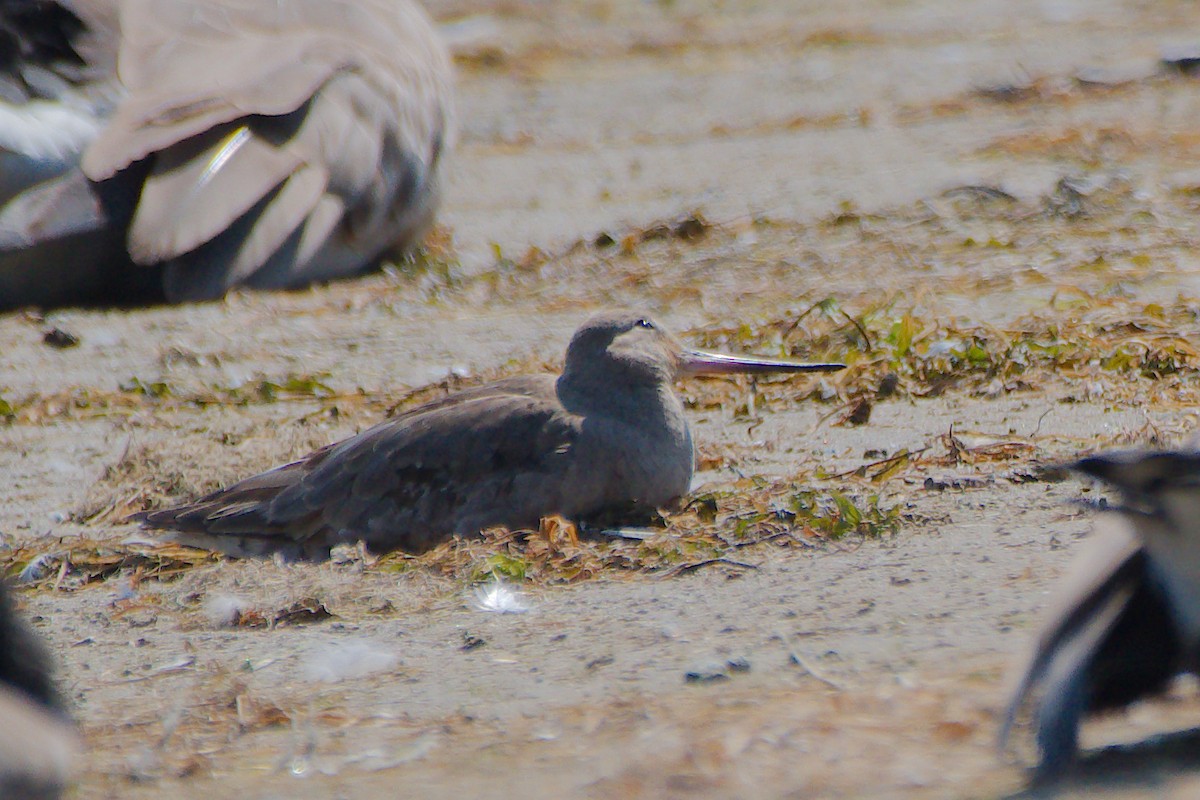 Hudsonian Godwit - ML646376718
