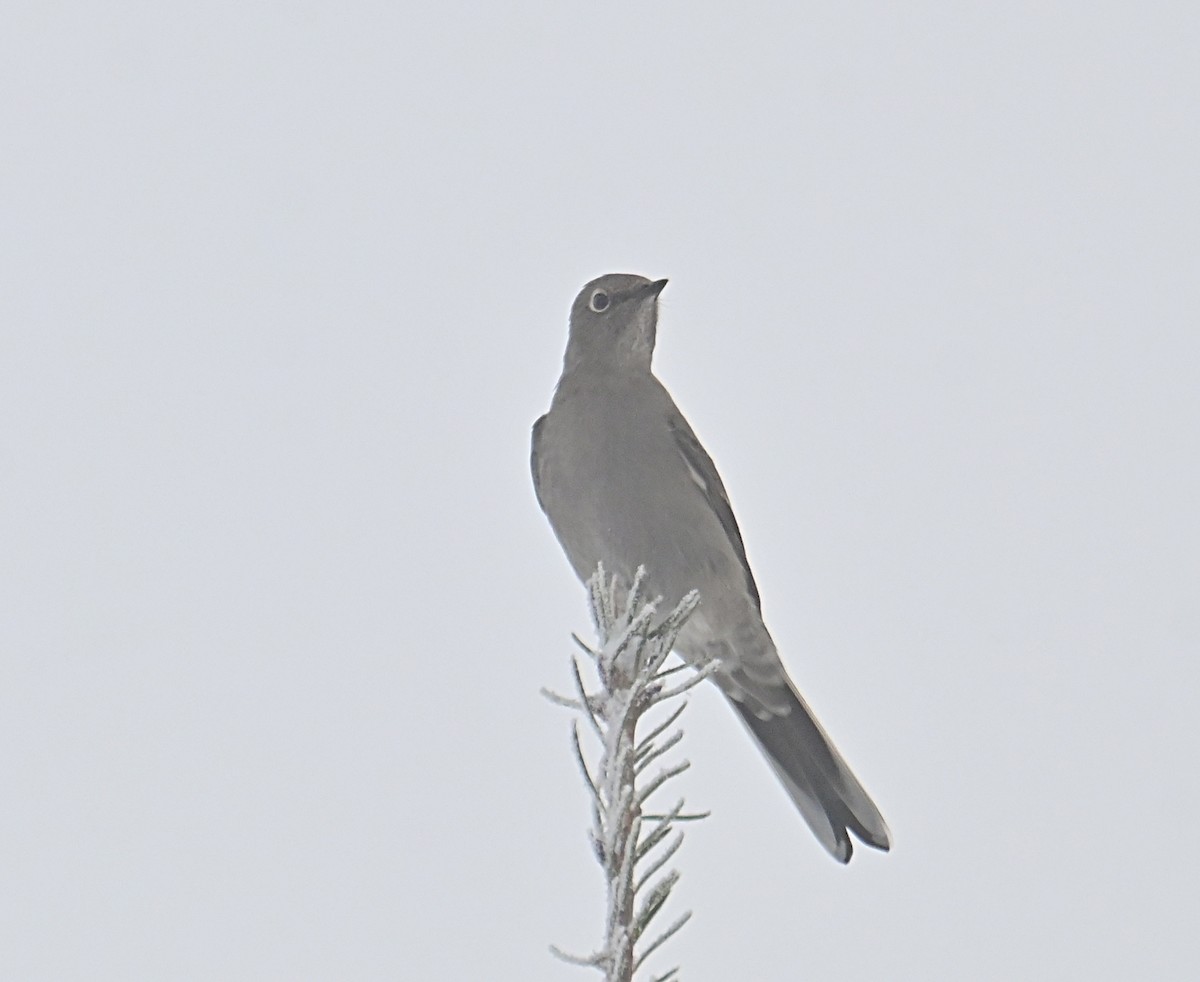 Townsend's Solitaire - ML646376719