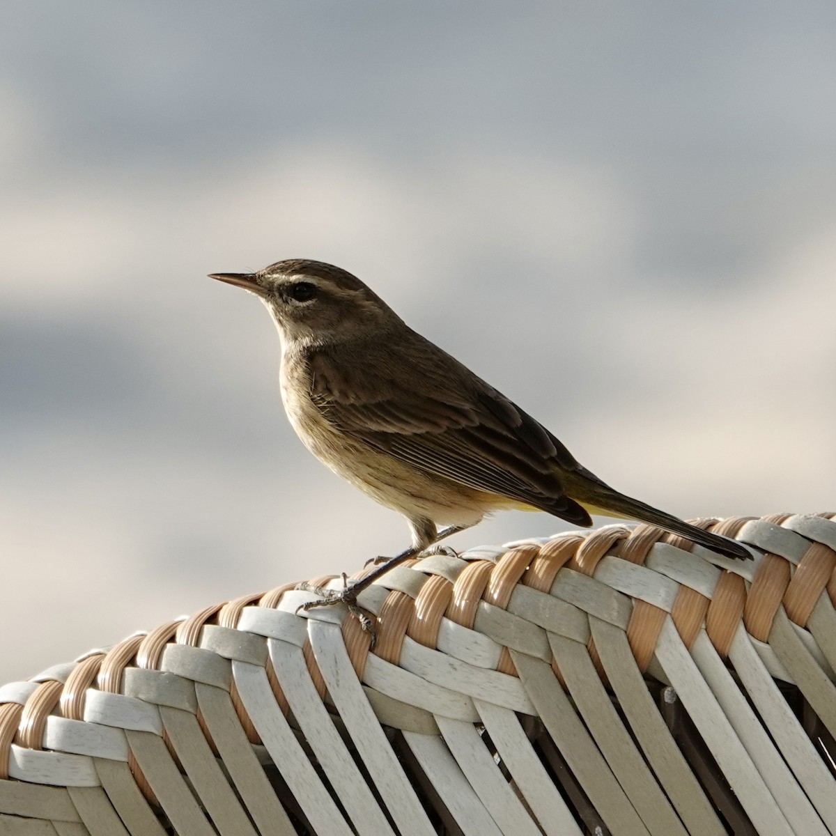 Palm Warbler (Western) - ML646376721