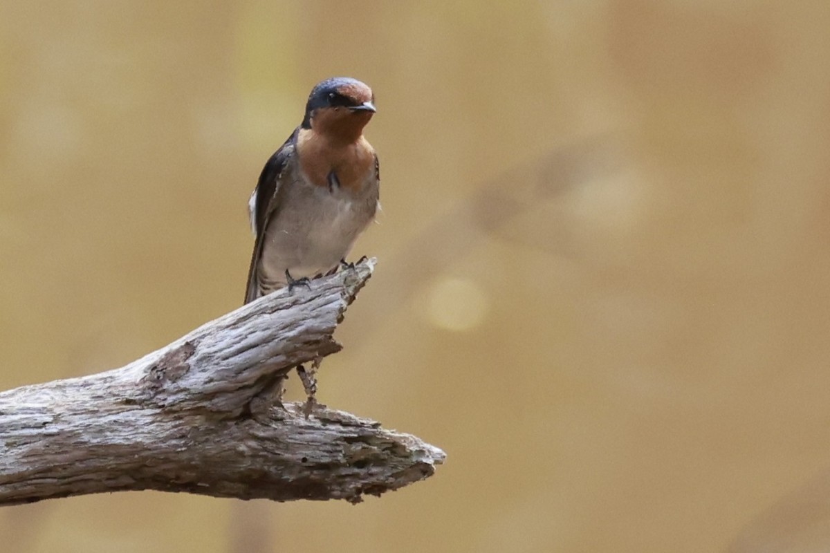 Welcome Swallow - ML646376722