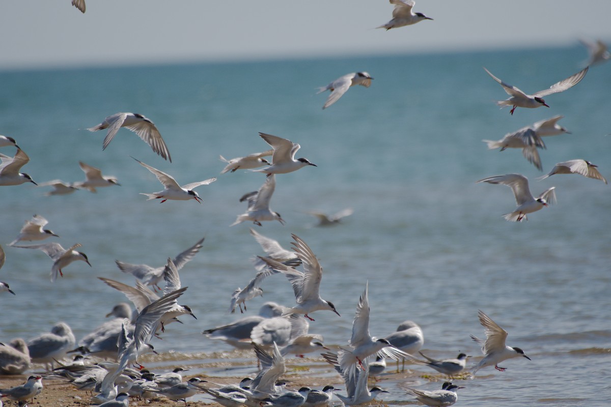 Flussseeschwalbe - ML646376724