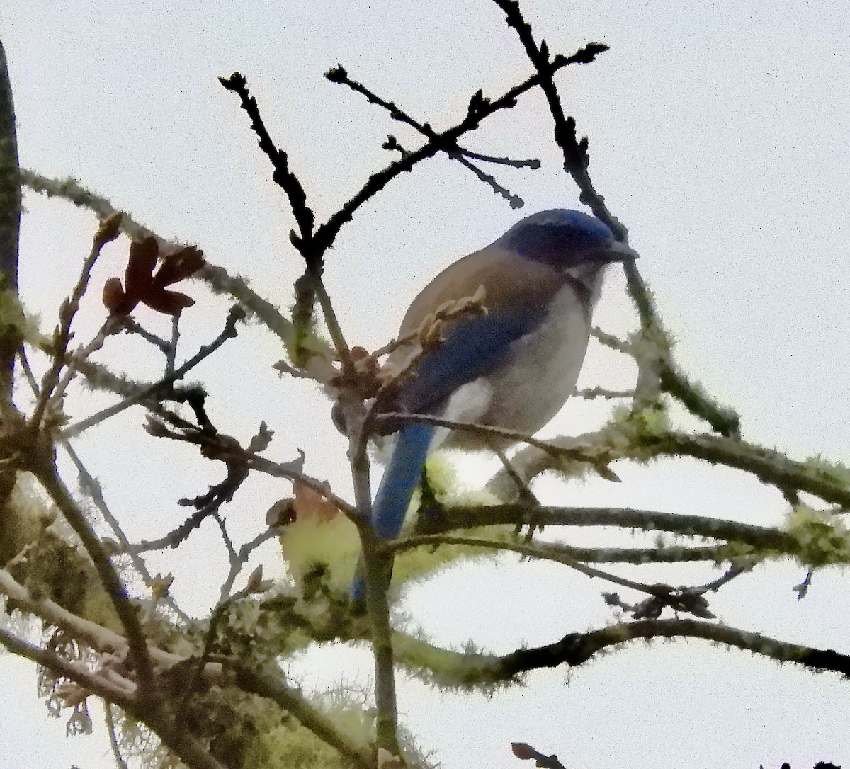 California Scrub-Jay - ML646376726