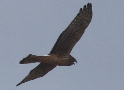 Northern Harrier - ML646376728