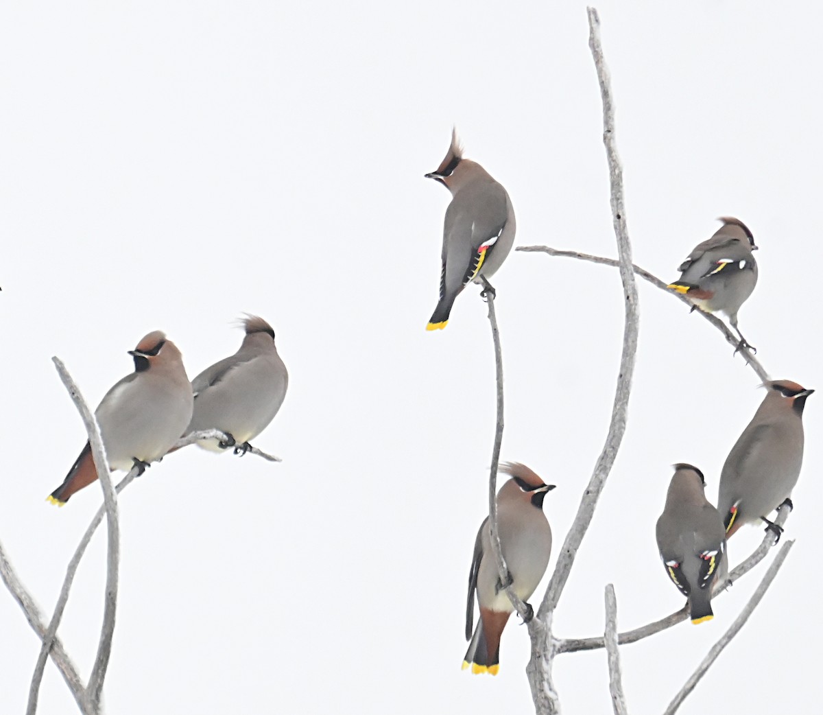 Bohemian Waxwing - ML646376729