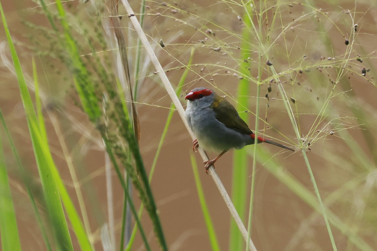 Red-browed Firetail - ML646376730