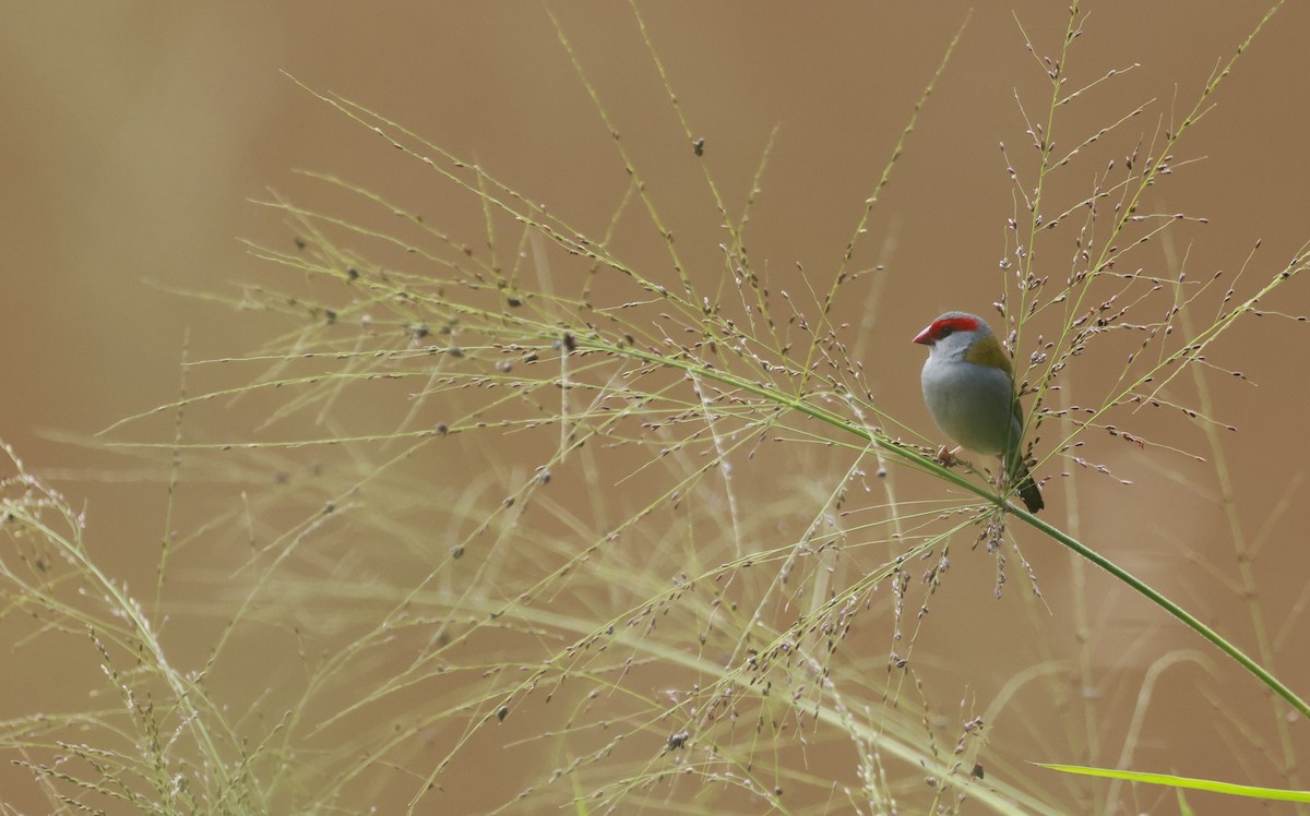 Red-browed Firetail - ML646376731