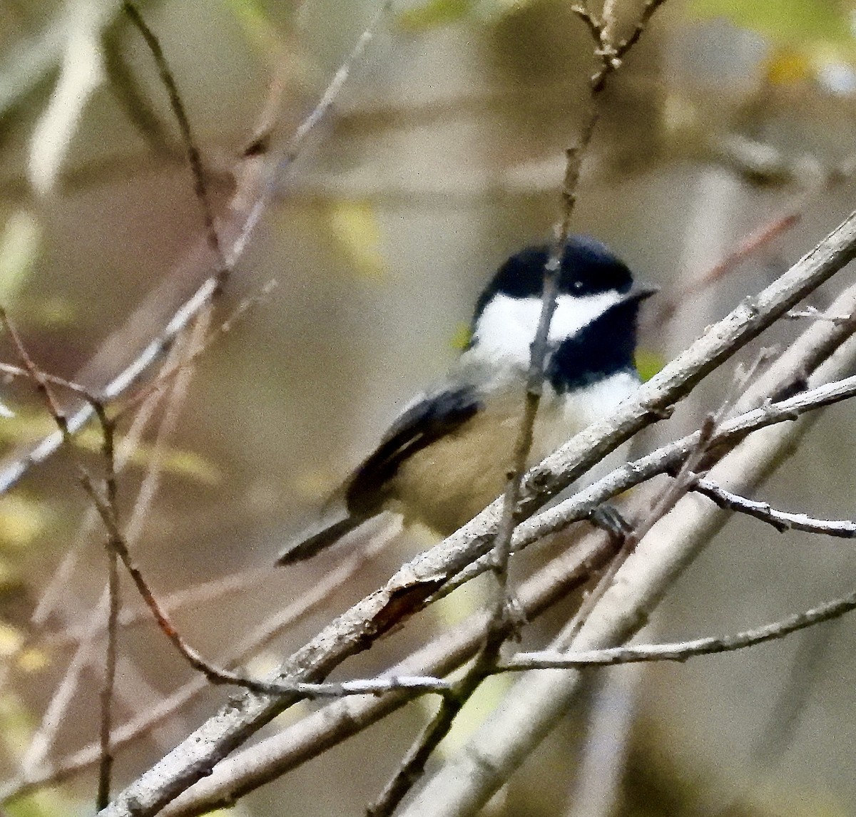 Black-capped Chickadee - ML646376735