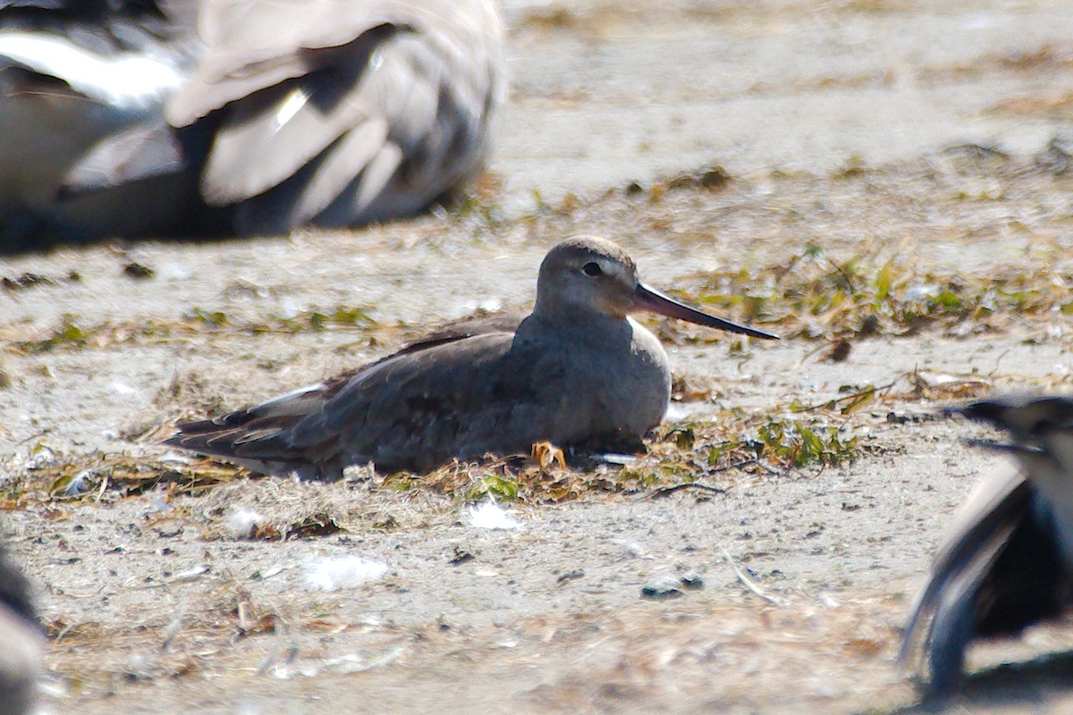 Hudsonian Godwit - ML646376736