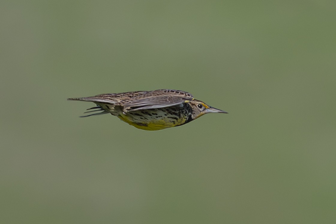 Western Meadowlark - ML646376737