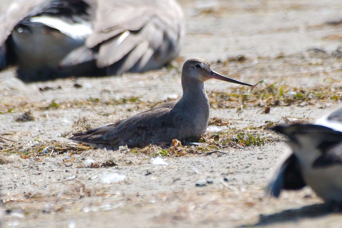 Hudsonian Godwit - ML646376738