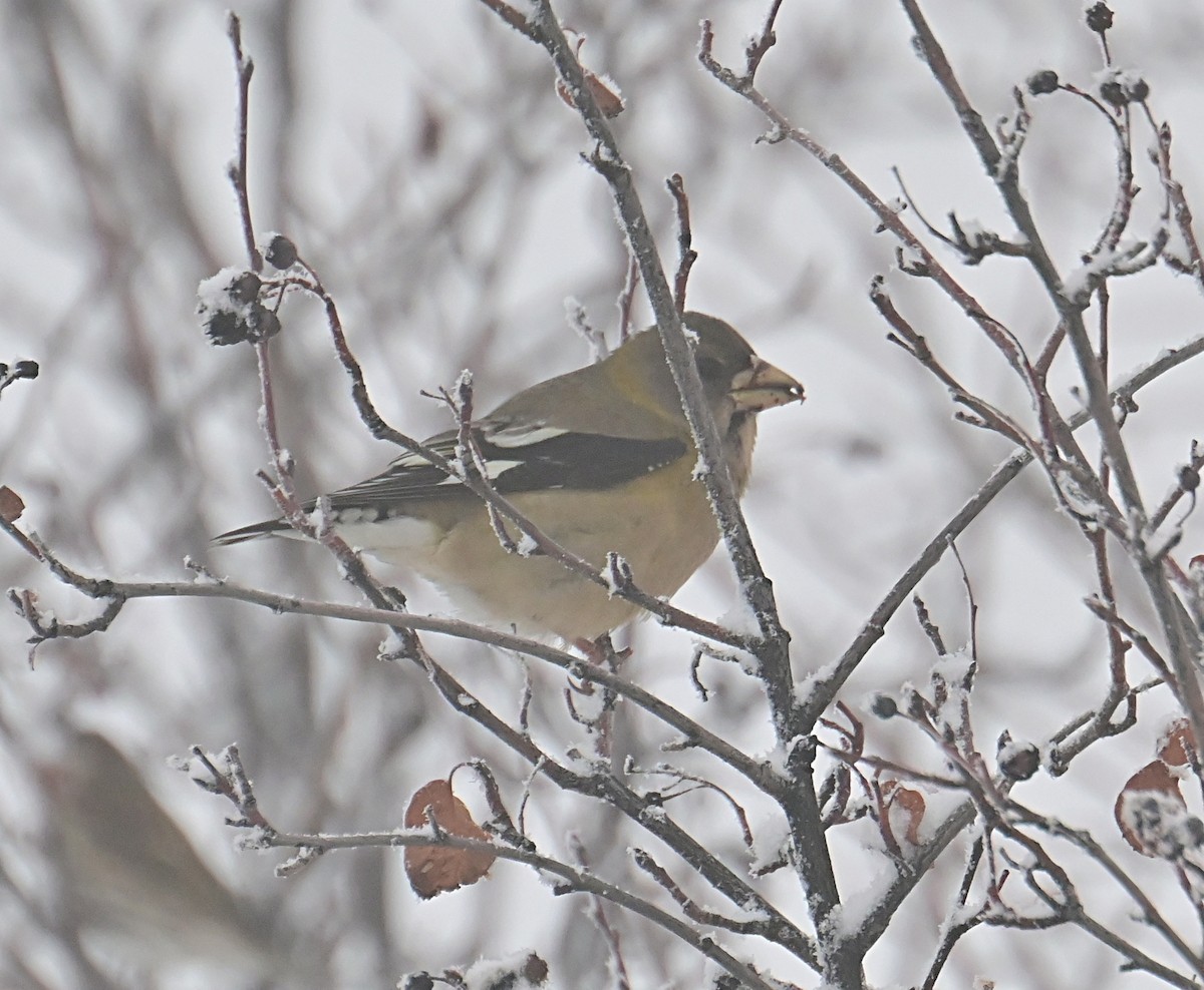 Evening Grosbeak - ML646376739
