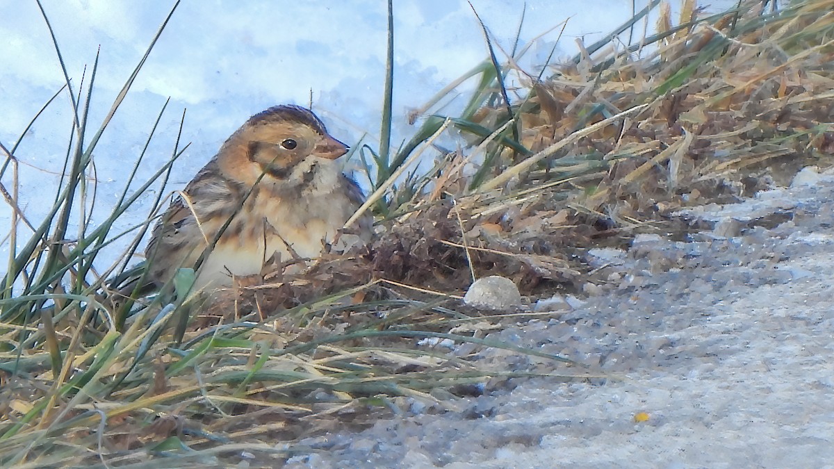 Lapland Longspur - ML646376741