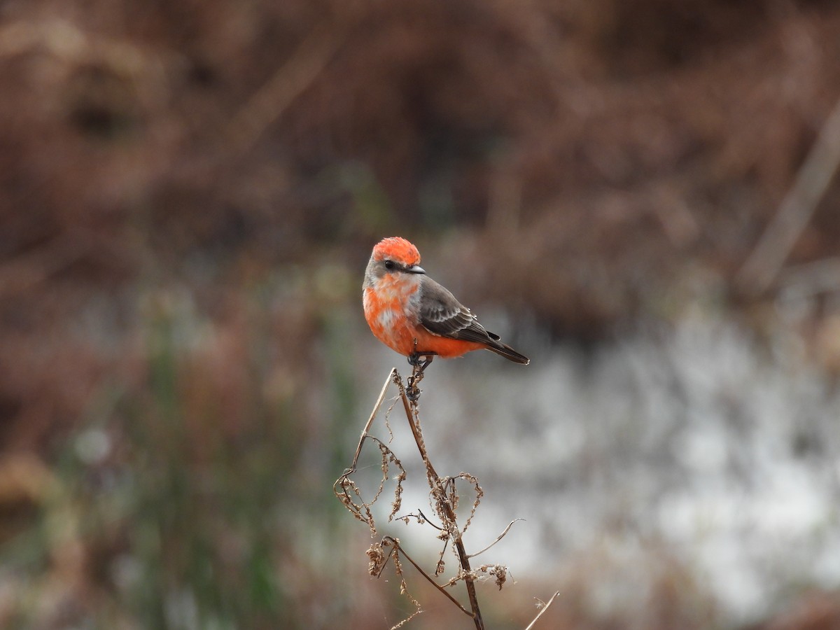 Vermilion Flycatcher - ML646376742