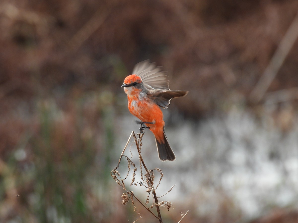 Vermilion Flycatcher - ML646376743