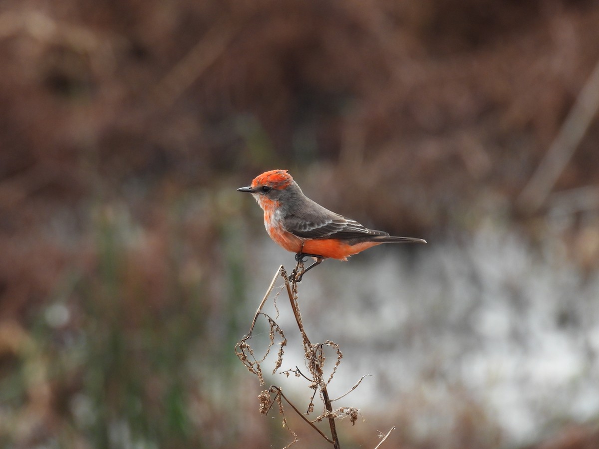 Vermilion Flycatcher - ML646376744