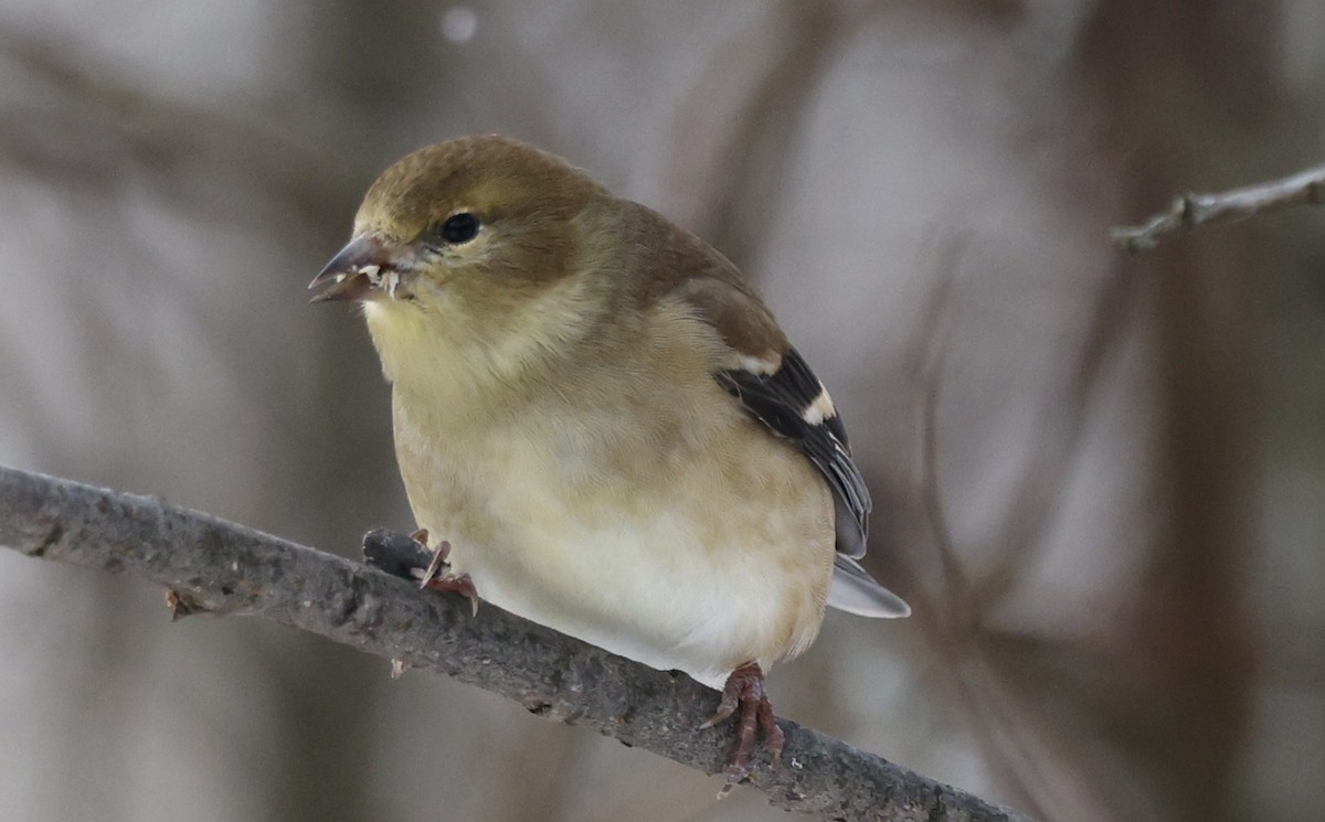 American Goldfinch - ML646376747