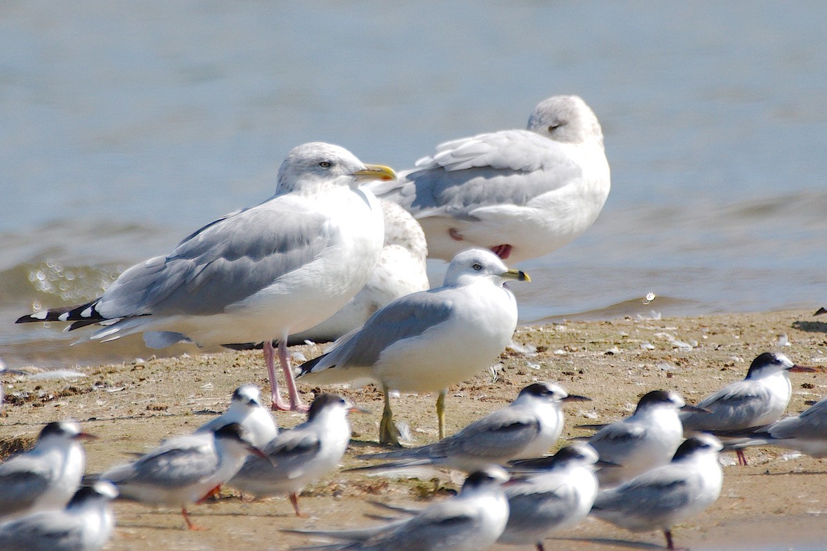 Ring-billed Gull - ML646376748