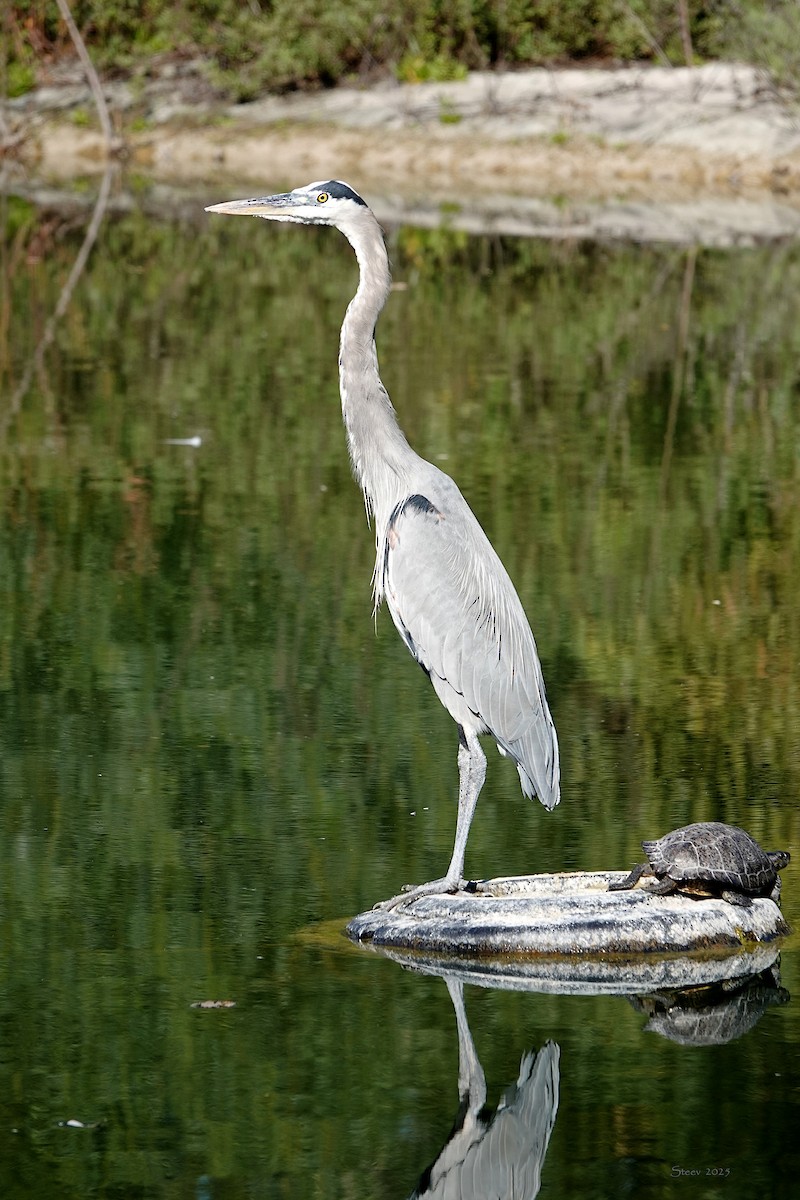 Большая голубая цапля - ML646376749