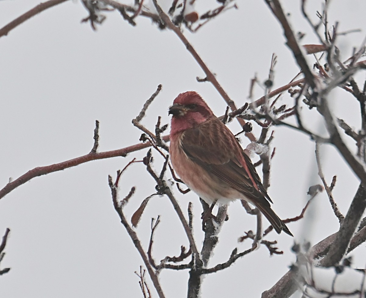 Purple Finch - ML646376752
