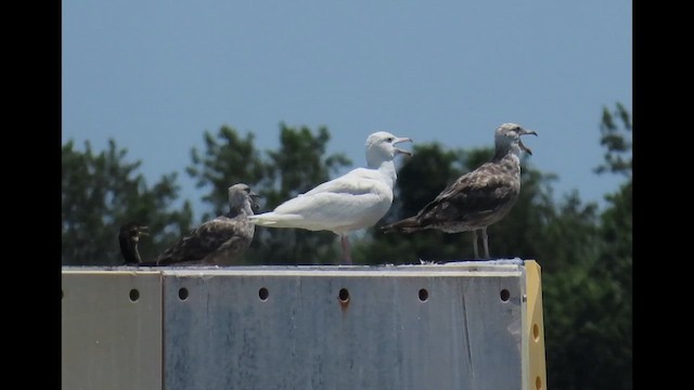 Gavión Hiperbóreo - ML646376753