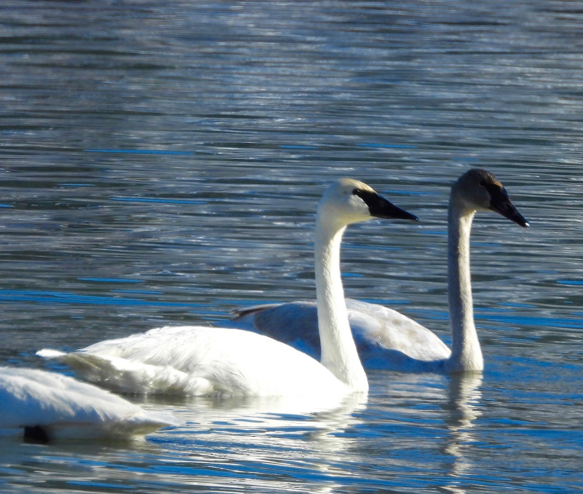 Лебедь-трубач - ML646376754