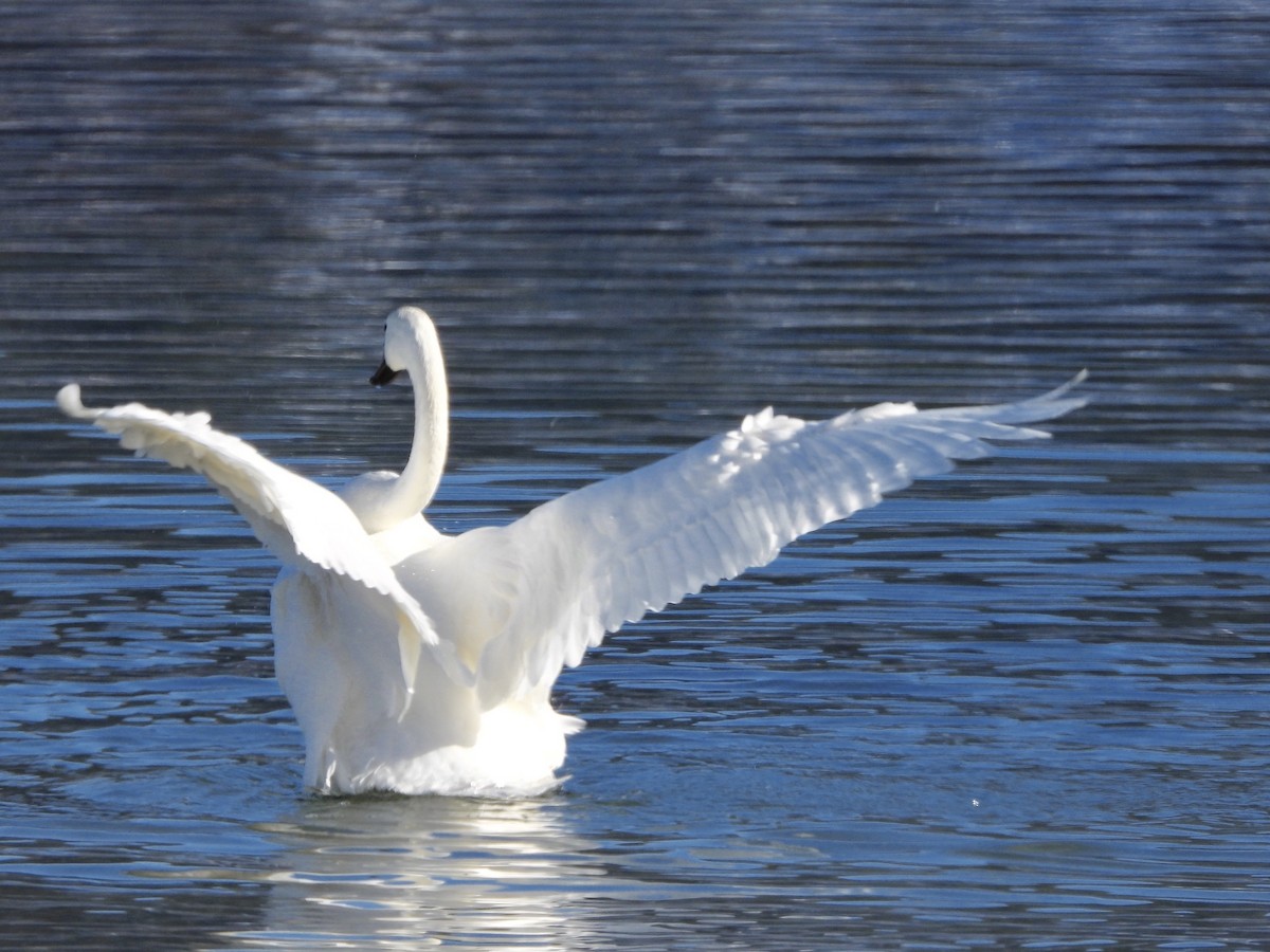 Лебедь-трубач - ML646376755