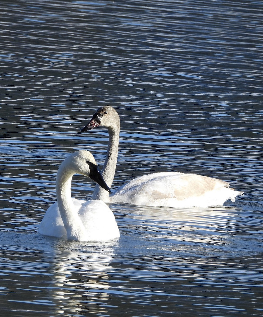 Лебедь-трубач - ML646376756