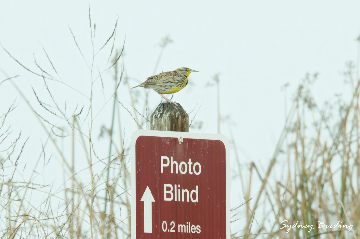 Wiesenstärling - ML646376758