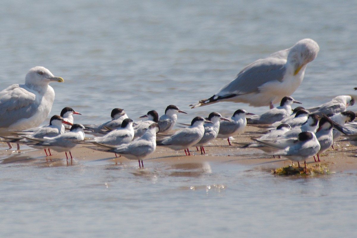 Flussseeschwalbe - ML646376759