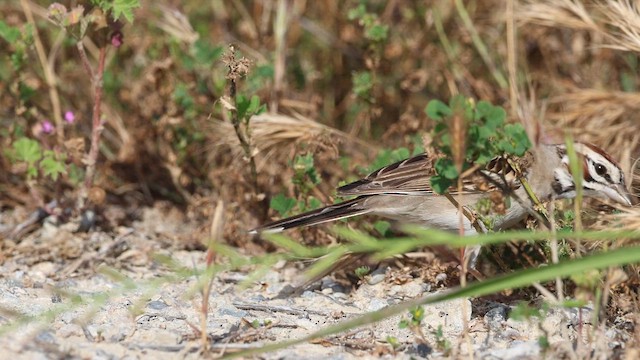 Rainammer - ML646376760