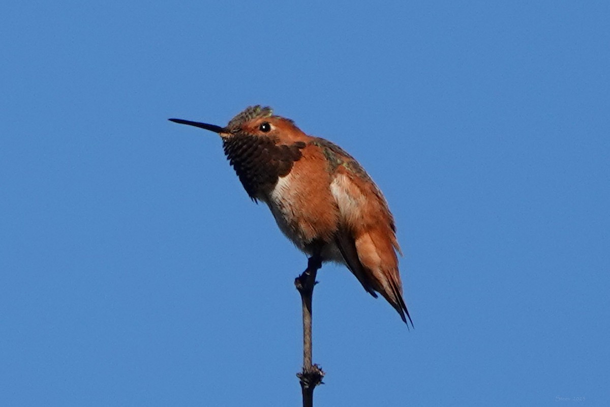 Grünrücken-Zimtelfe - ML646376762