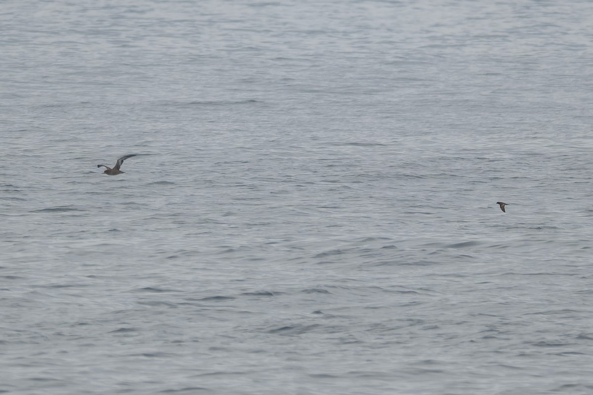 Schwarzwellenläufer - ML646376763