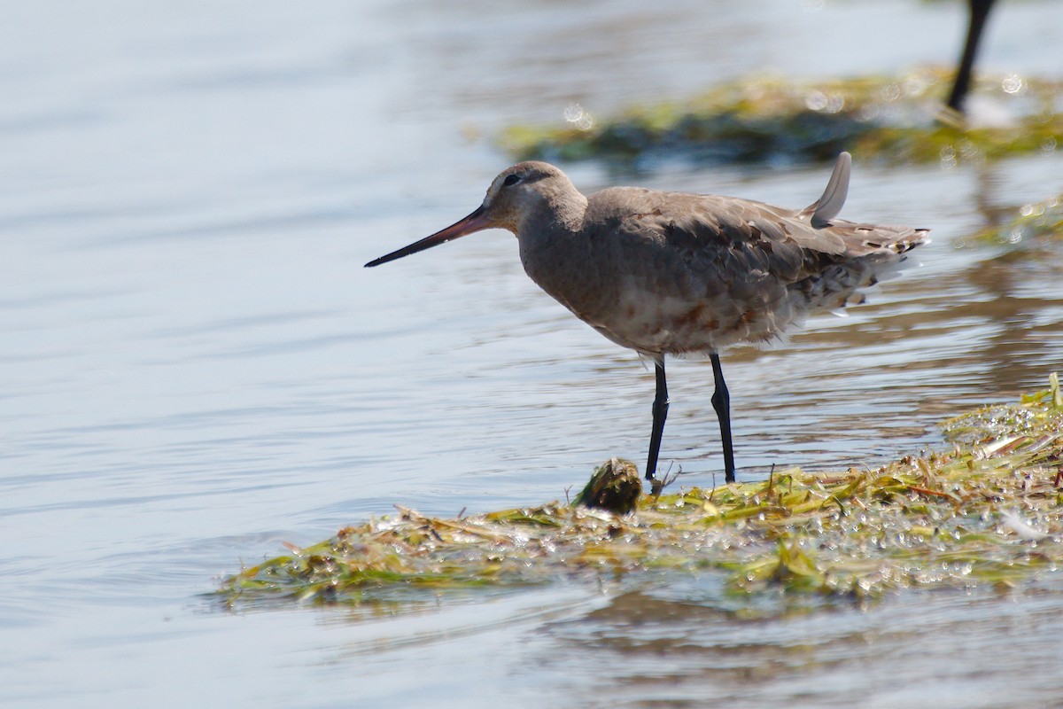 Hudsonschnepfe - ML646376764