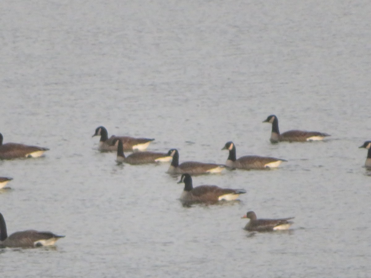 אווז לבן-מצח - ML646376766