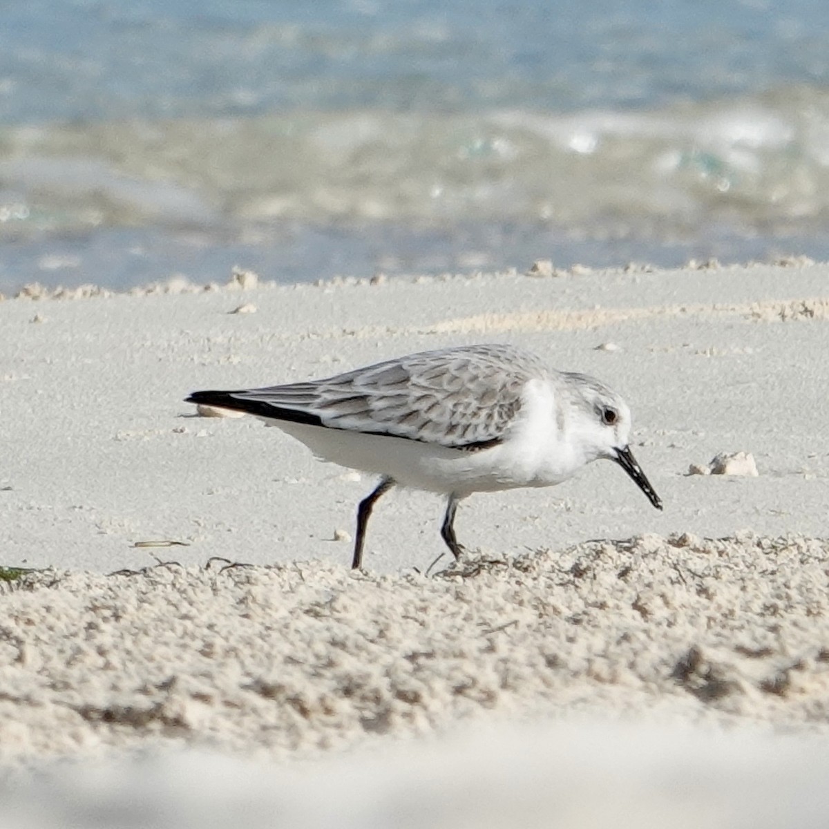 Sanderling - ML646376767
