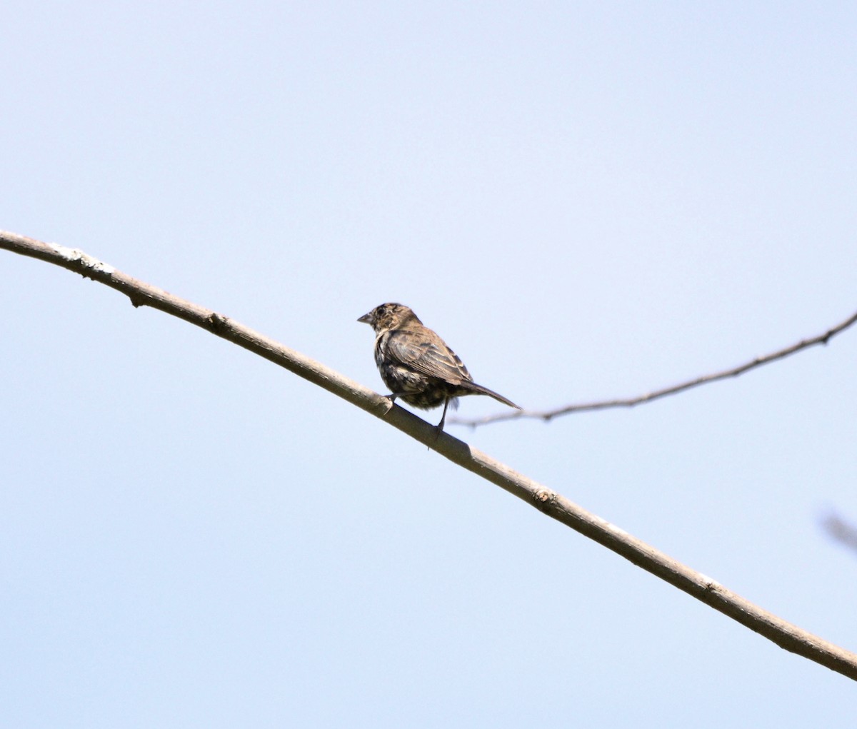 Jacarinitangare - ML646376768