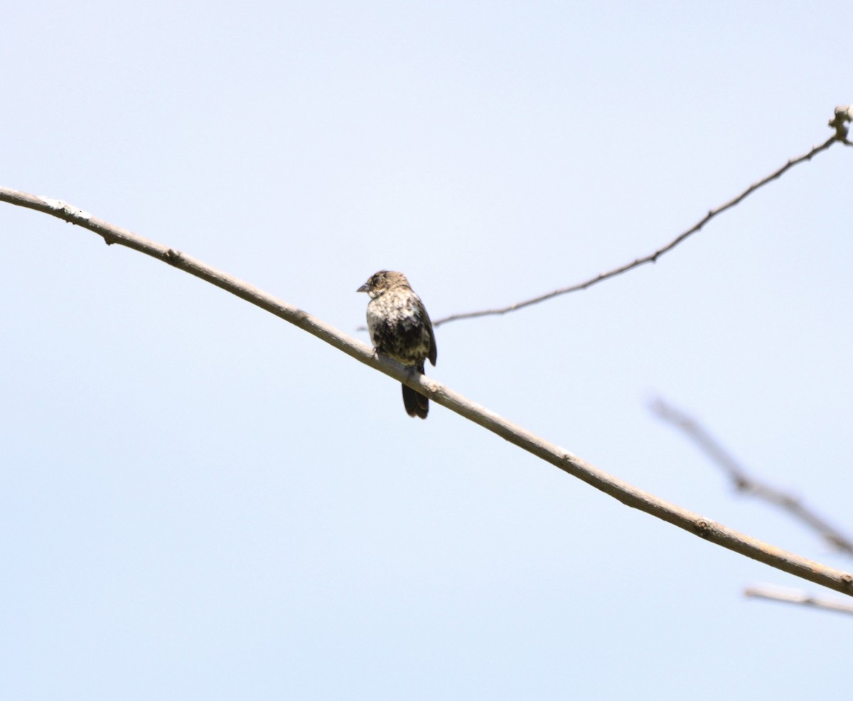 Jacarinitangare - ML646376769