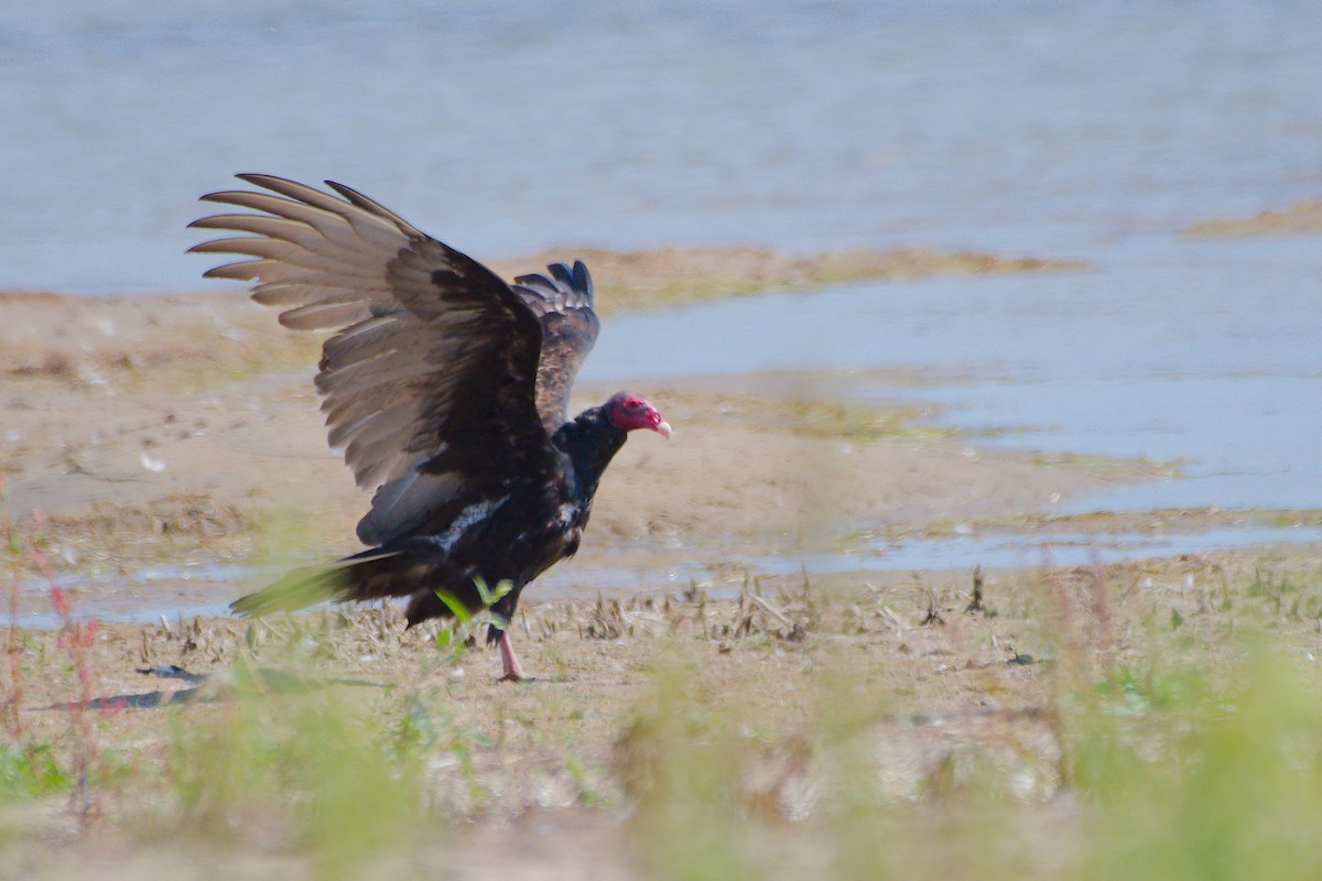 Truthahngeier - ML646376770