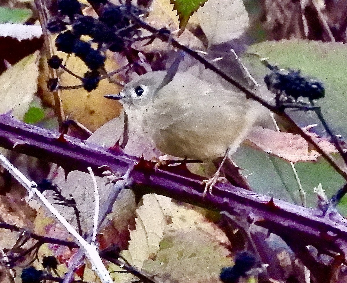 Rubingoldhähnchen - ML646376772