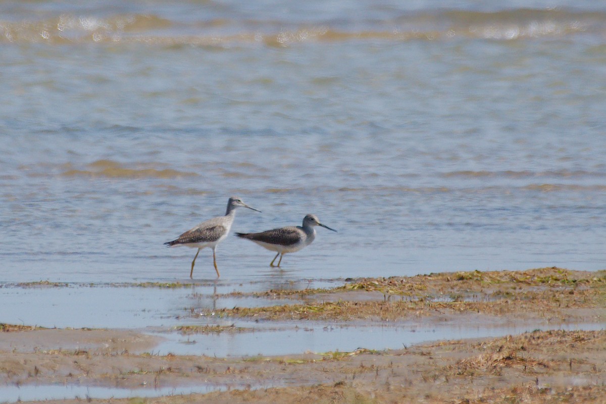 Tüpfelgelbschenkel - ML646376773