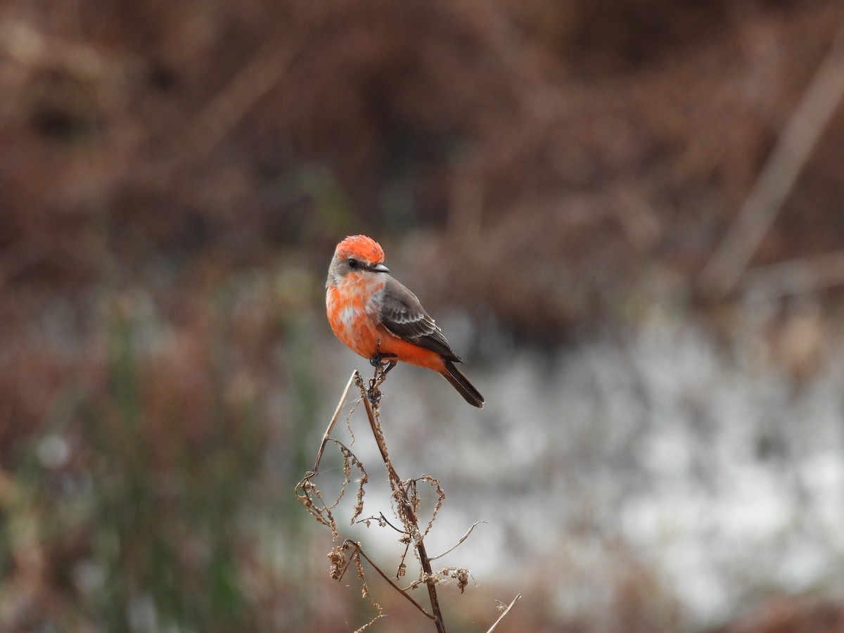 Vermilion Flycatcher - ML646376774