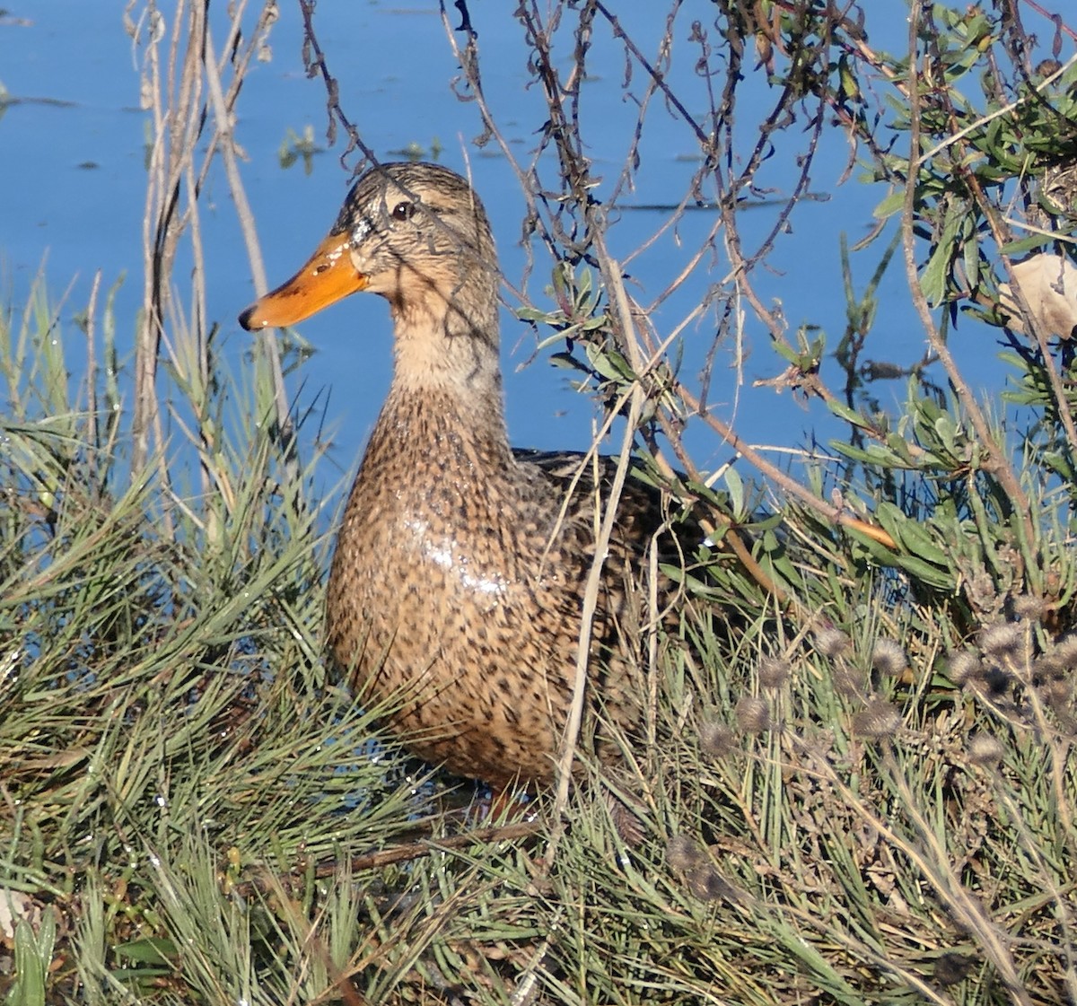 Stockente - ML646376775