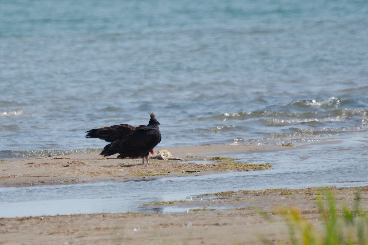 Truthahngeier - ML646376776