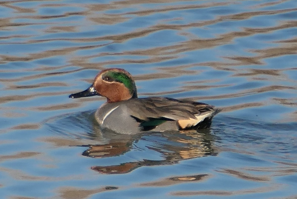 Krickente - ML646376777