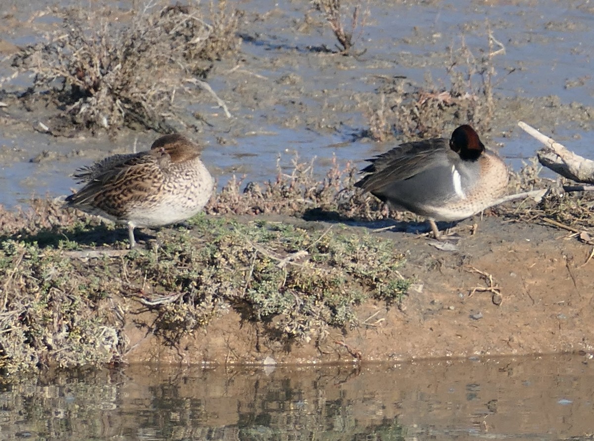 Krickente - ML646376778