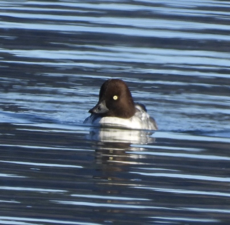 Schellente - ML646376779