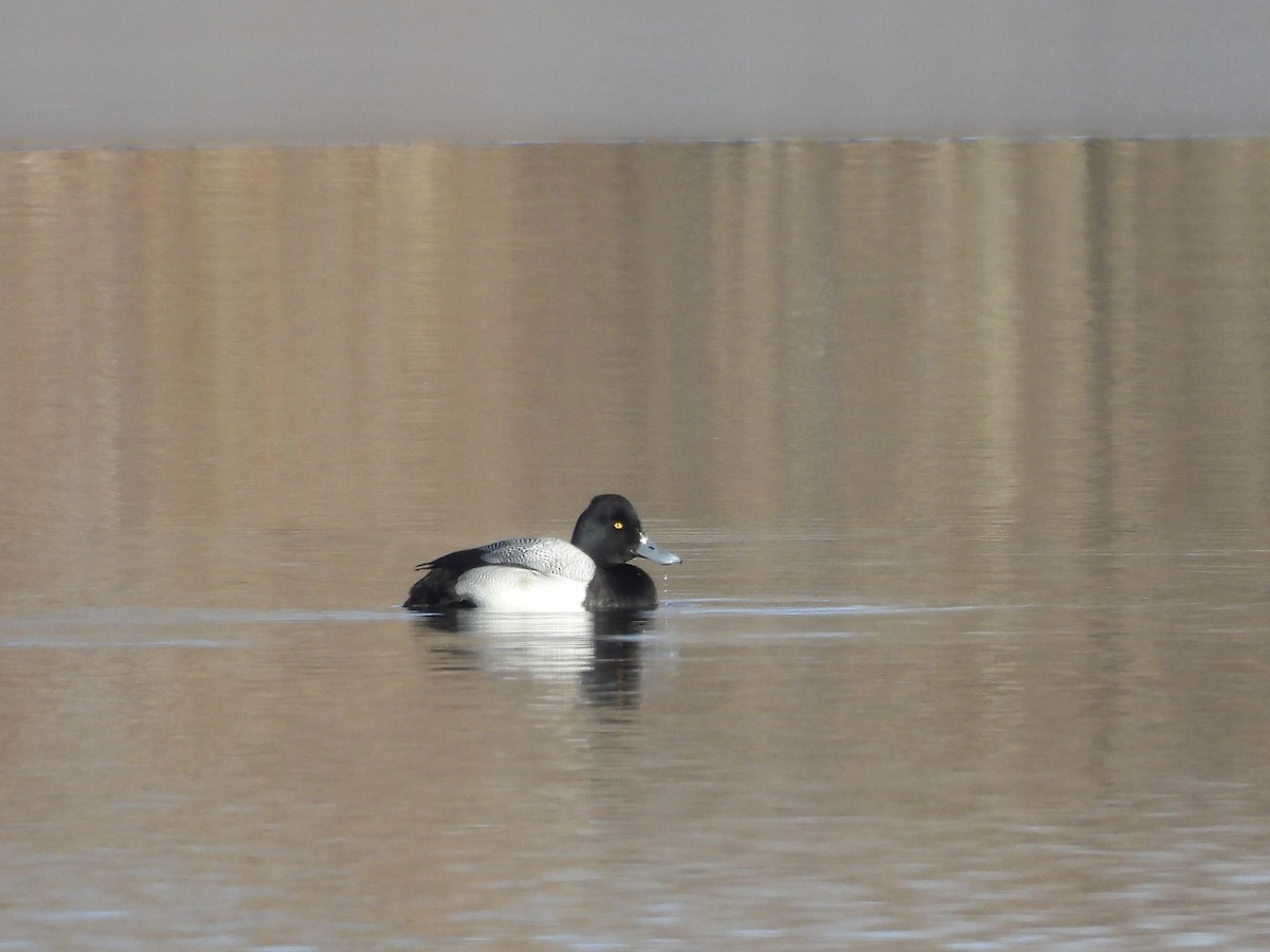 Kanadabergente - ML646376780