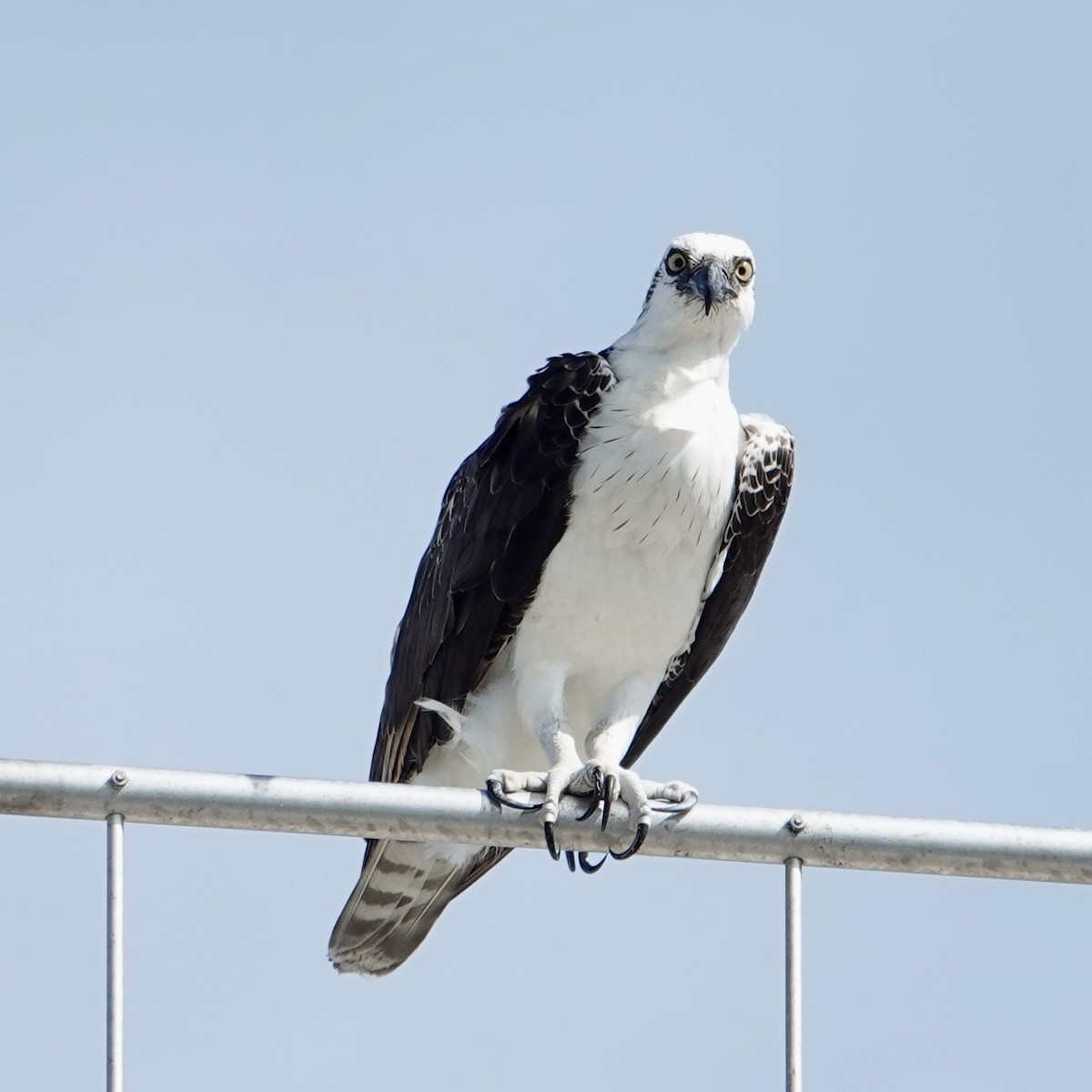 Fischadler - ML646376781