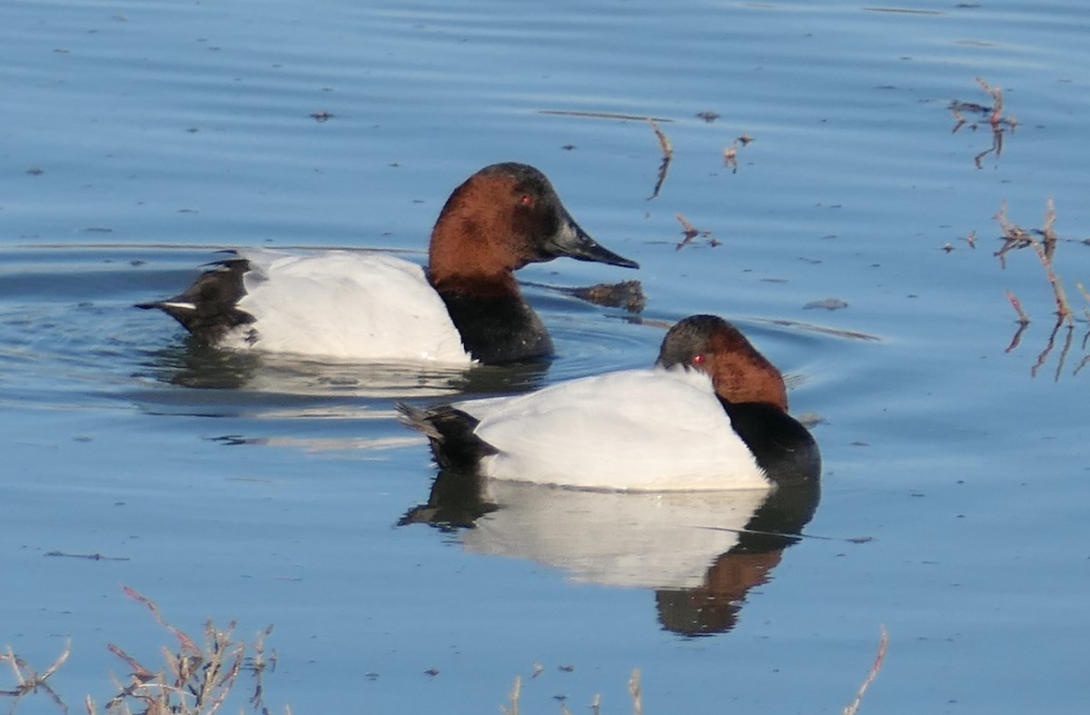 Riesentafelente - ML646376782