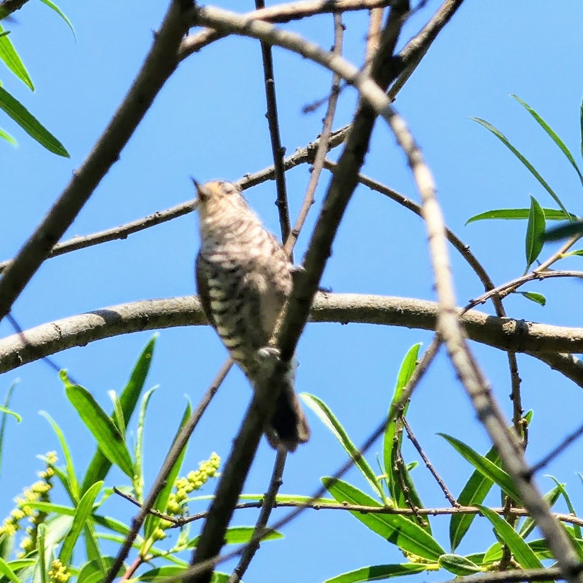 Zebrazwergspecht - ML646376783